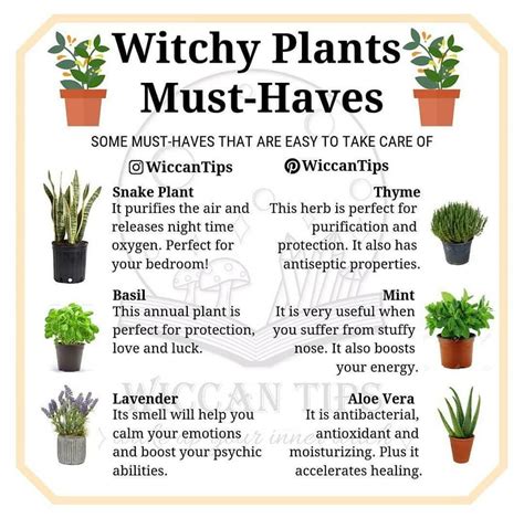 Unlocking the healing powers of Wiccan protective plants